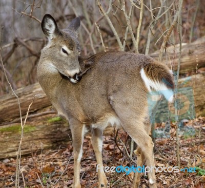 Photo Of A Deer Cleaning His Fur Stock Photo