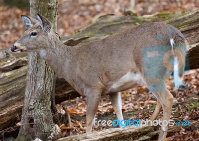 Photo Of A Deer In The Forest Stock Photo