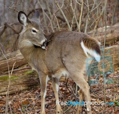 Photo Of A Deer In The Forest Stock Photo