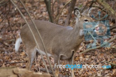 Photo Of A Deer With A Tongue Stock Photo