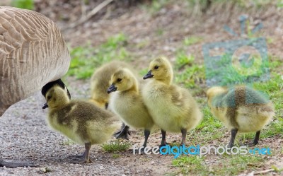 Photo Of A Family Of Canada Geese Staying Stock Photo