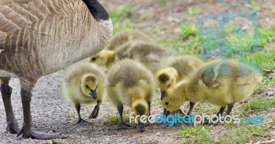 Photo Of A Family Of Canada Geese Staying Stock Photo