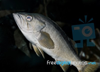 Photo Of A Fish Looking In Camera In The Sea Stock Photo