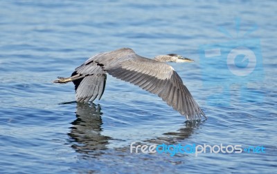 Photo Of A Flying Great Heron Stock Photo