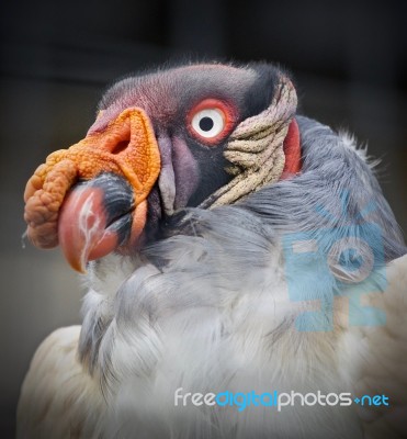 Photo Of A Funny Vivid King Vulture Looking Aside Stock Photo