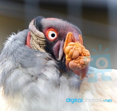 Photo Of A Funny Vivid King Vulture Looking Aside Stock Photo