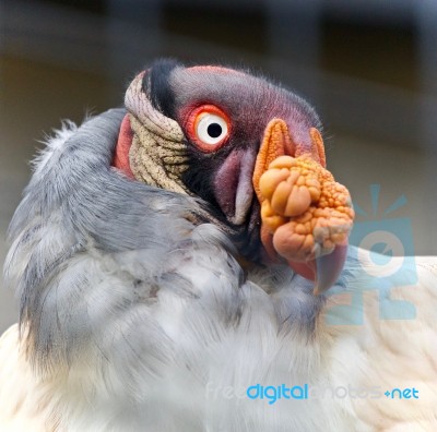 Photo Of A Funny Vivid King Vulture Looking Aside Stock Photo