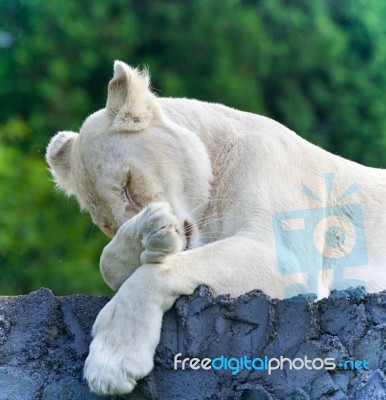 Photo Of A Funny White Lion Trying Not To Sleep Stock Photo