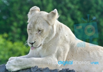 Photo Of A Funny White Lion Trying Not To Sleep Stock Photo