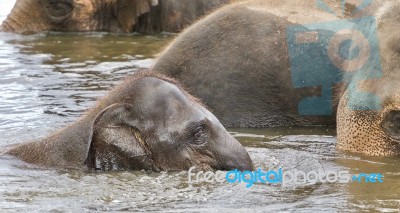 Photo Of A Funny Young Elephant Swimming In A Lake Stock Photo