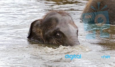 Photo Of A Funny Young Elephant Swimming In A Lake Stock Photo