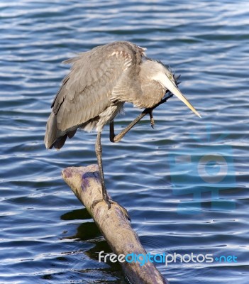 Photo Of A Great Blue Heron Cleaning Feathers Stock Photo