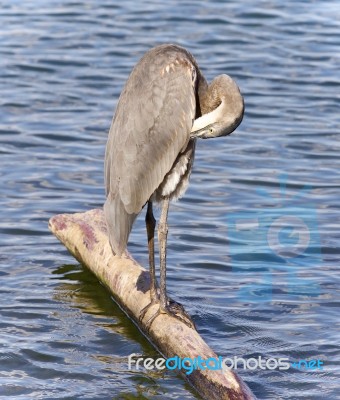 Photo Of A Great Blue Heron Cleaning Feathers Stock Photo