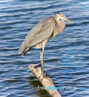 Photo Of A Great Blue Heron Cleaning Feathers Stock Photo