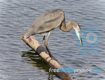 Photo Of A Great Blue Heron Drinking Water Stock Photo