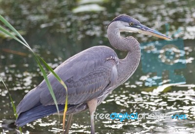 Photo Of A Great Blue Heron Standing In The Mud Stock Photo