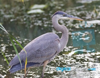 Photo Of A Great Blue Heron Standing In The Mud Stock Photo