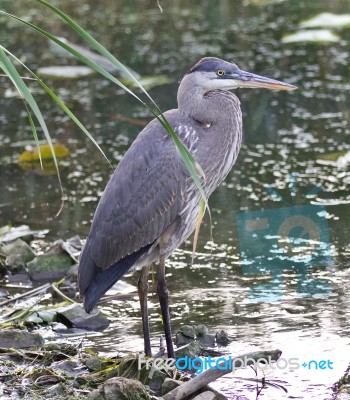 Photo Of A Great Blue Heron Standing In The Mud Stock Photo