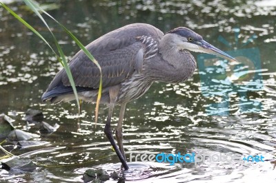 Photo Of A Great Blue Heron Standing In The Mud Stock Photo