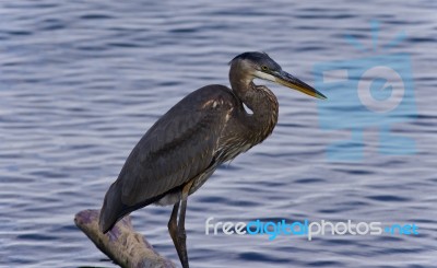 Photo Of A Great Blue Heron Standing On A Log Stock Photo