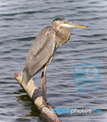 Photo Of A Great Blue Heron Standing On A Log Stock Photo