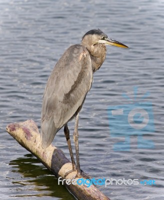 Photo Of A Great Blue Heron Standing On A Log Stock Photo