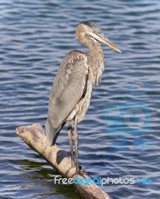 Photo Of A Great Blue Heron Standing On A Log Stock Photo