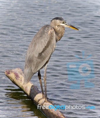 Photo Of A Great Blue Heron Standing On A Log Stock Photo