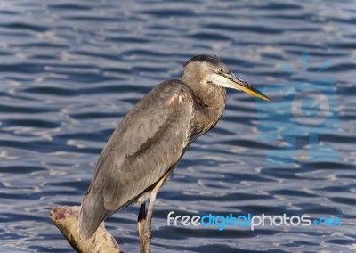 Photo Of A Great Blue Heron Standing On A Log Stock Photo