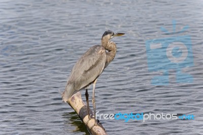 Photo Of A Great Blue Heron Watching Somewhere Stock Photo