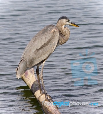 Photo Of A Great Blue Heron Watching Somewhere Stock Photo