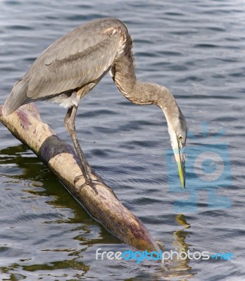 Photo Of A Great Blue Heron Watching Somewhere Stock Photo