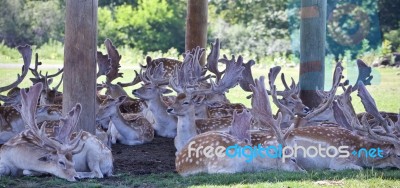 Photo Of A Group Of Cute Small Deer In A Shadow Stock Photo