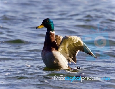 Photo Of A Mallard Showing Wings At A Lake Stock Photo