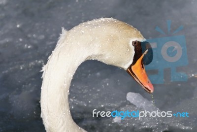 Photo Of A Mute Swan Drinking Water From Icy Lake Stock Photo