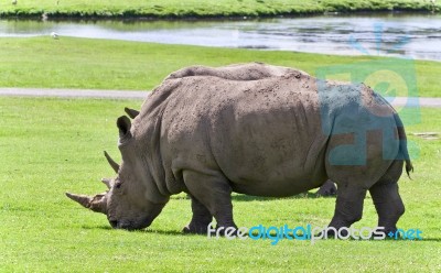 Photo Of A Pair Of Rhinoceroses Eating The Grass Stock Photo