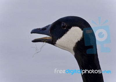 Photo Of A Scared Canada Goose Screaming Stock Photo