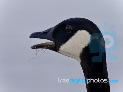 Photo Of A Scared Canada Goose Screaming Stock Photo