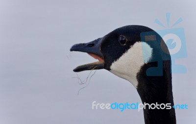 Photo Of A Scared Canada Goose Screaming Stock Photo