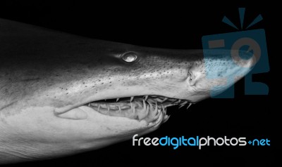 Photo Of A Scary Deadly Shark Swimming In The Sea Stock Photo