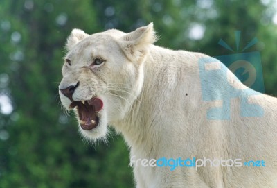 Photo Of A Scary White Lion Screaming In A Field Stock Photo