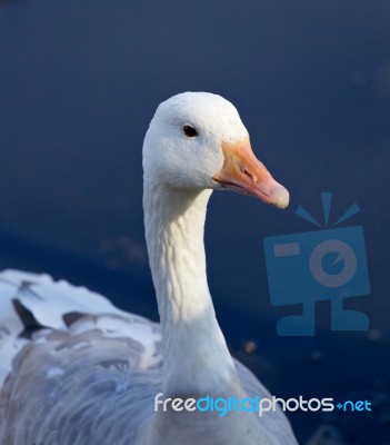 Photo Of A Snow Goose Stock Photo