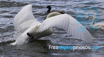 Photo Of A Swan Running To Her Chicks Stock Photo