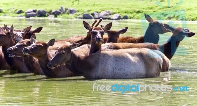 Photo Of A Swarm Of Antelopes Swimming Together Stock Photo