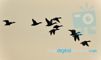 Photo Of A Swarm Of Ducks Flying In The Sky Stock Photo