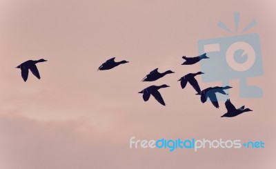 Photo Of A Swarm Of Mallards Flying In The Sky Stock Photo