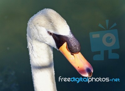 Photo Of A Thoughtful Mute Swan In Water Stock Photo