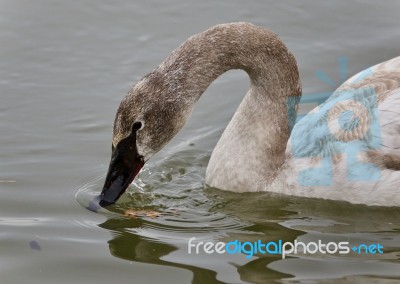 Photo Of A Trumpeter Swan Drinking Water From Lake Stock Photo