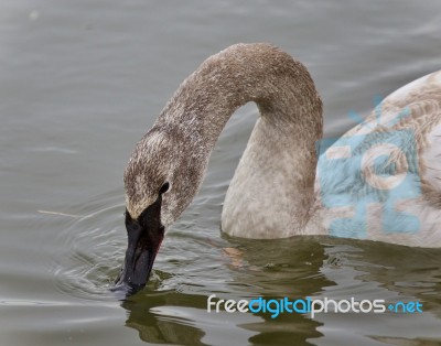 Photo Of A Trumpeter Swan Drinking Water From Lake Stock Photo