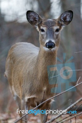 Photo Of A Young Deer In The Forest Stock Photo